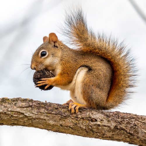 An American Red Squirrel eating a nut