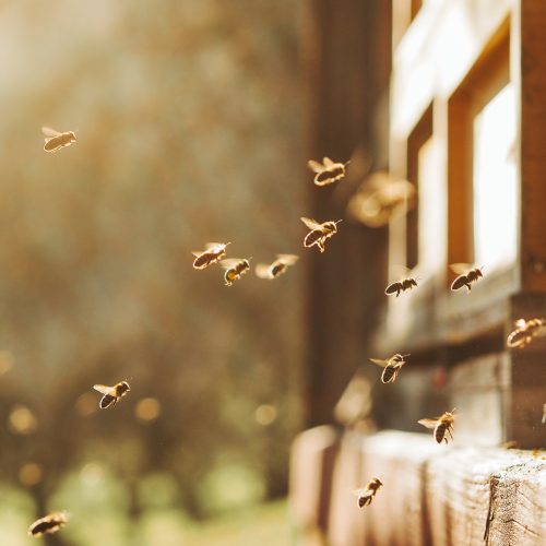 Bees returning to their hive.