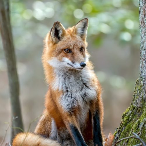 A wild red fox peers around a tree in a dense forest.